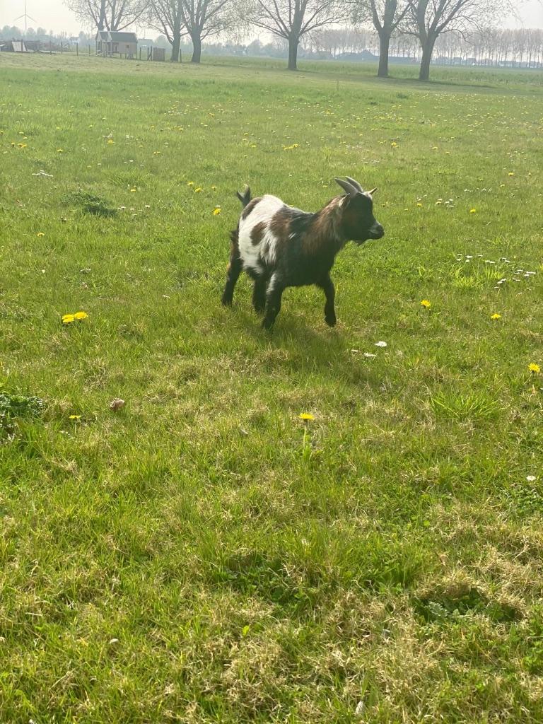 geit, Mannelijk, Geit, 0 tot 2 jaar