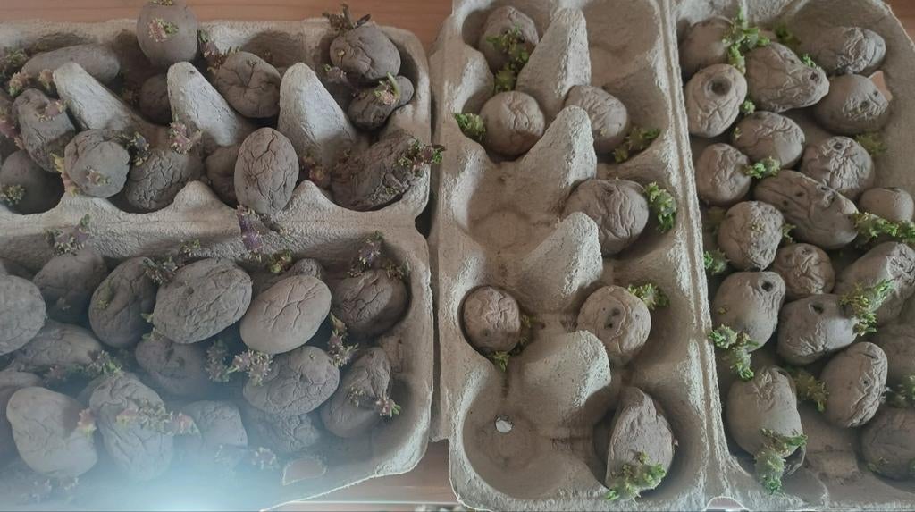 Pootaardappelen dunastar en connect, Tuin en Terras, Planten | Tuinplanten, Volle zon, Eenjarig, Zomer, Ophalen