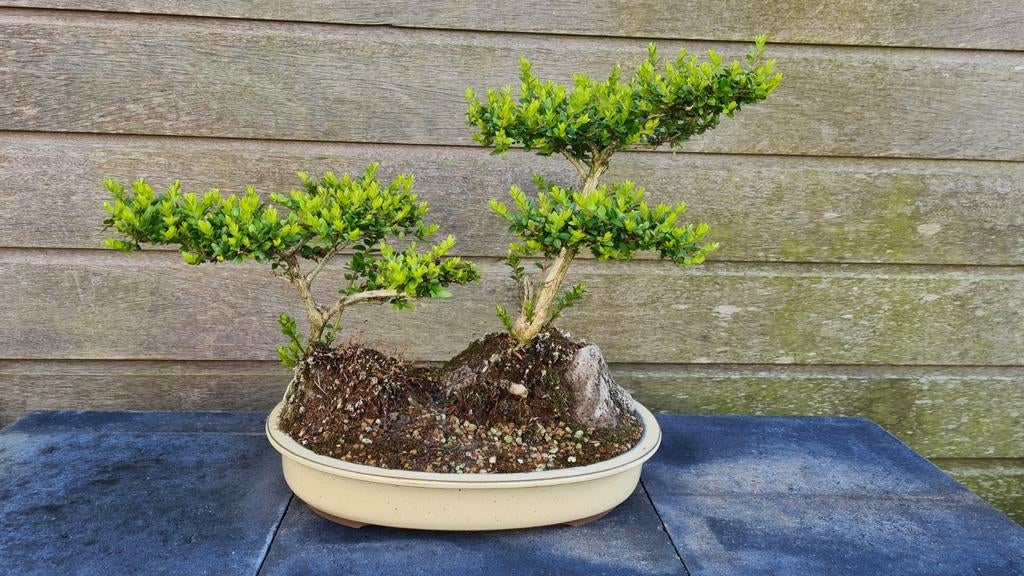 Lonicera ligustrina pre-bonsai, Vaste plant, Bloeit niet, Halfschaduw, Ophalen