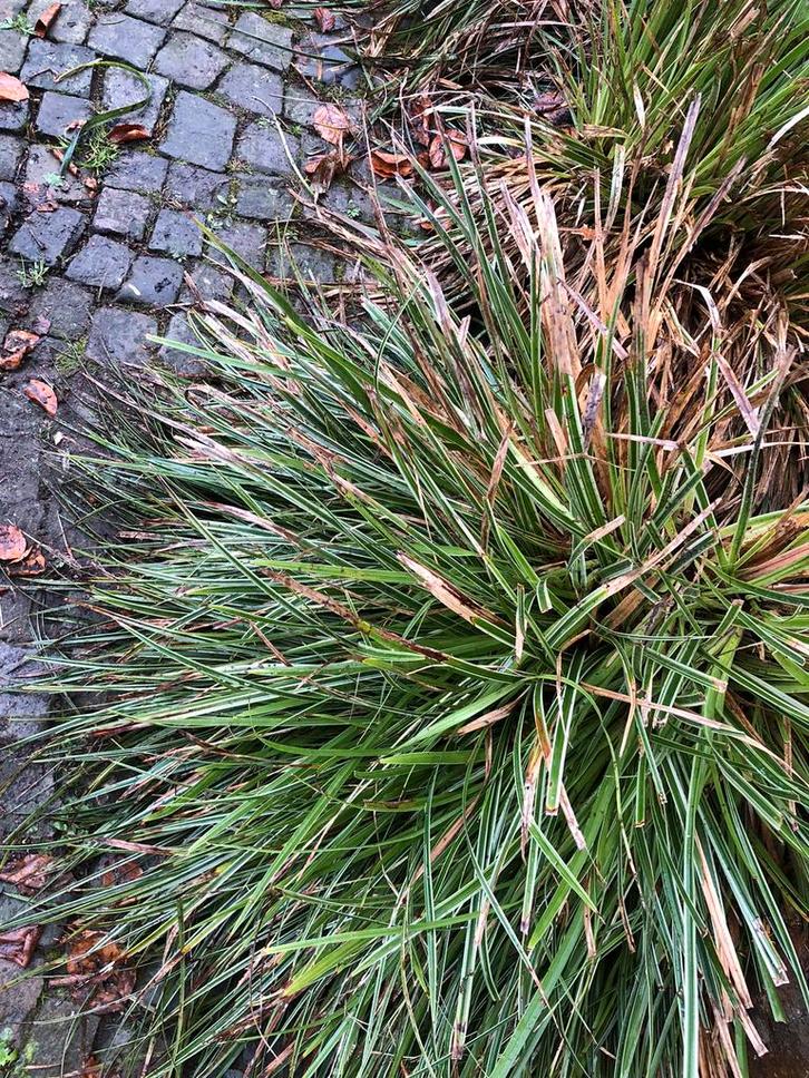 Siergras Japanse Zegge, Tuin en Terras, Planten | Tuinplanten, Siergrassen, Ophalen