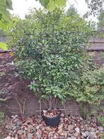 mooie grote Glansmispel (Photinia fraseri 'Red Robin) in pot, Tuin en Terras, Planten | Bomen, Overige soorten, 100 tot 250 cm