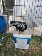 Mannetje duif, Ophalen of Verzenden, Minder dan 75 cm, Kooi, Minder dan 60 cm