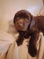 Prachtige lieve labrador pups, Parvo, 8 tot 15 weken, Labrador retriever, Meerdere