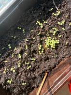 Petunia kiemplantjes en meer 🌱🌸🍆🥒🍉🍅, Ophalen, Eenjarig, Groenteplanten, Volle zon