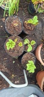 Gunnera manicata, Vaste plant, Halfschaduw, Zomer, Ophalen