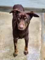 ACE: Igasho is een sociale, verlegen jongen, Particulier, Reu, 1 tot 2 jaar, Buitenland