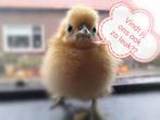 Té schattig! Prachtige gesexte zijdehoender kriel kuikens️!, Dieren en Toebehoren, Pluimvee, Vrouwelijk, Kip