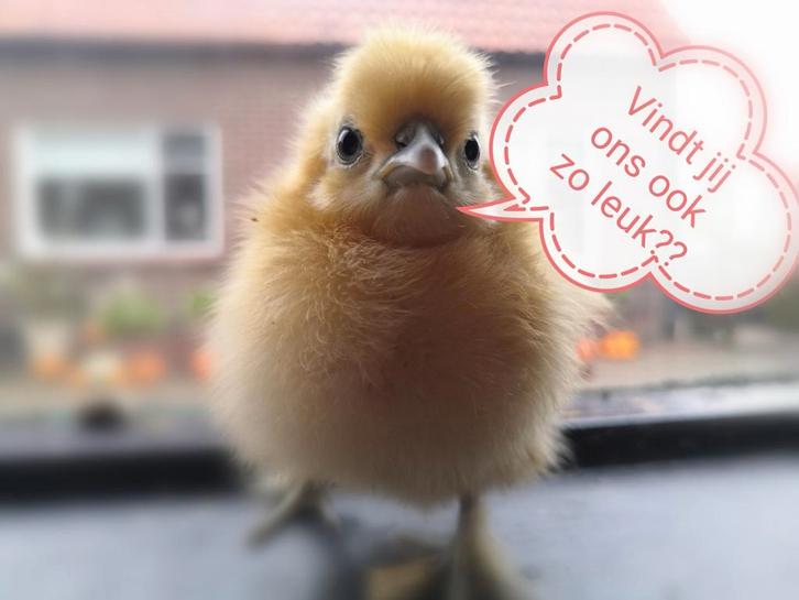 Té schattig! Prachtige gesexte zijdehoender kriel kuikens️!, Dieren en Toebehoren, Pluimvee, Kip, Vrouwelijk