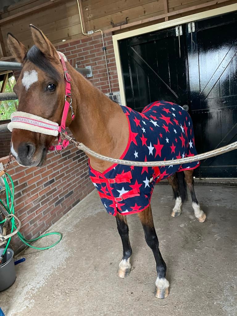 Mooie merrie erg lief, Dieren en Toebehoren, Pony's, Merrie, Zadelmak, D pony (1.37m tot 1.48m), Recreatiepony, 11 jaar of ouder
