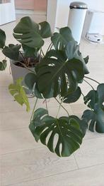 dille & kamille plant, Tuin en Terras, Ophalen of Verzenden, Rond, Minder dan 30 cm