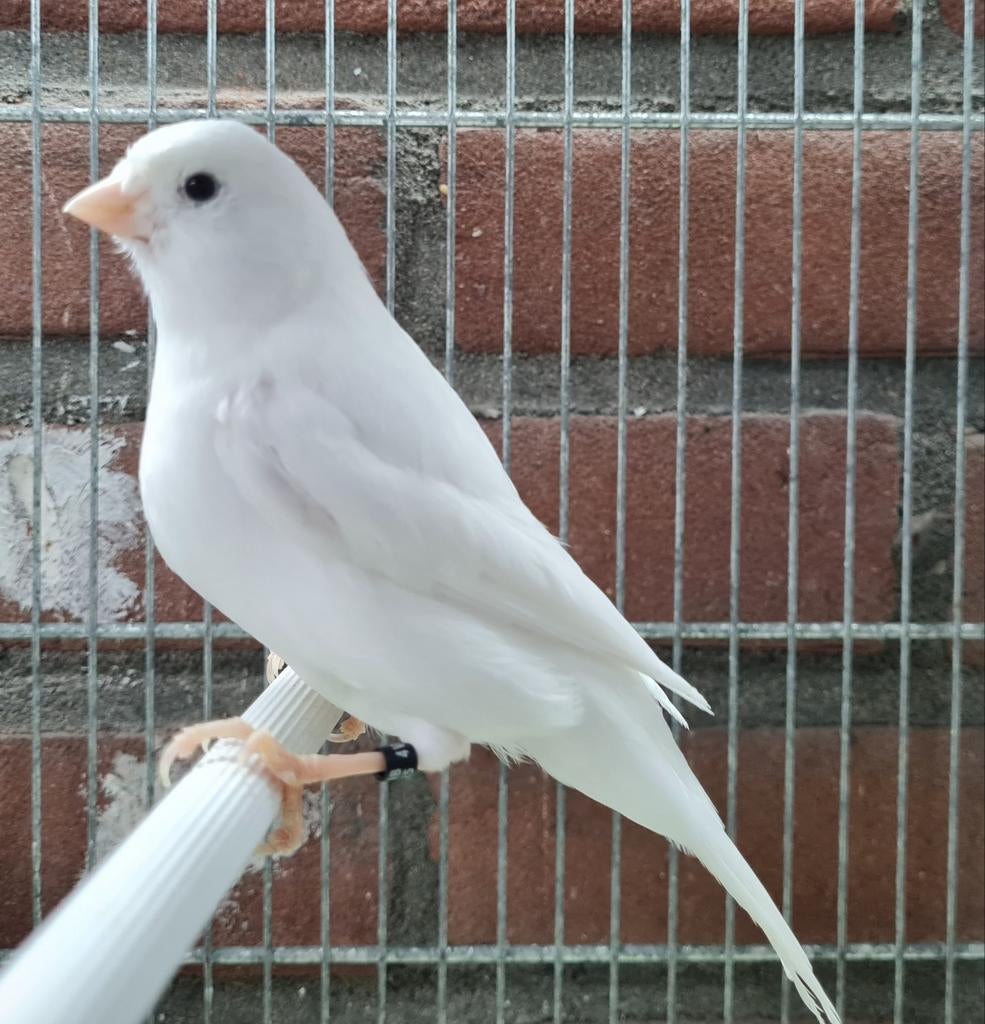 Kleur kanaries, Dieren en Toebehoren, Vogels | Kanaries, Meerdere dieren, Kleurkanarie