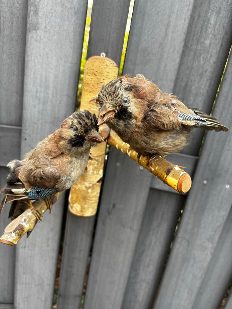 Opgezette gaaien op een tak, Ophalen, Gebruikt