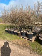 10 april gaat het leeg ., Ophalen of Verzenden, Overige soorten, Halfschaduw