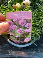 Armeria Maritima Pink - Engelse Gras Anjer, Ophalen, Bodembedekkers, Volle zon, Vaste plant