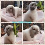 Engels Minilop Dwerghangoor konijntje, Dieren en Toebehoren, Mannelijk, Dwerg, Hangoor