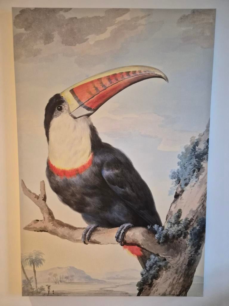 Groot Canvas Schilderij - Toekan Vogel, Ophalen, Zo goed als nieuw, Schilderij, 75 tot 100 cm