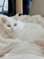 Britse kort haar meisje 9 maanden oud, Dieren en Toebehoren, Katten en Kittens | Overige Katten, Poes