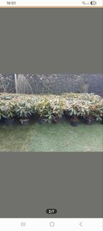 Rhododendron rhodo rododenderon, Ophalen of Verzenden, Overige soorten, Halfschaduw