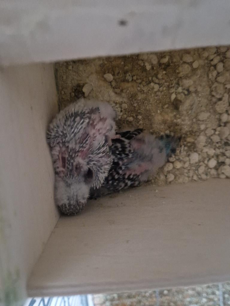 Baby grasparkieten  gratis!, Dieren en Toebehoren, Vogels | Parkieten en Papegaaien, Parkiet, Meerdere dieren