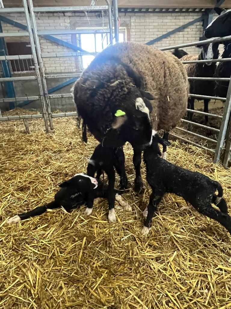 Raszuivere stamboek Zwartbles ramlammeren 2026, Dieren en Toebehoren, Schapen, Geiten en Varkens, Mannelijk, Schaap, 0 tot 2 jaar