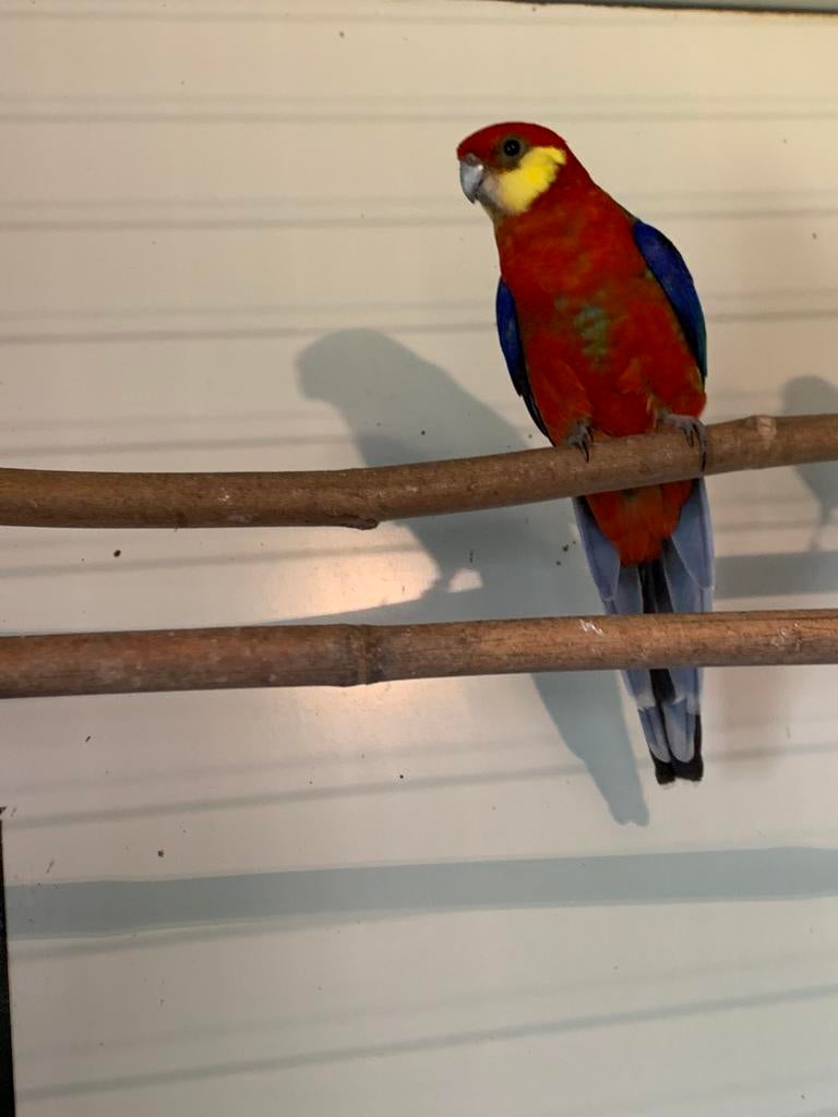 Stanley Rosella man, Dieren en Toebehoren, Mannelijk, Parkiet, Geringd