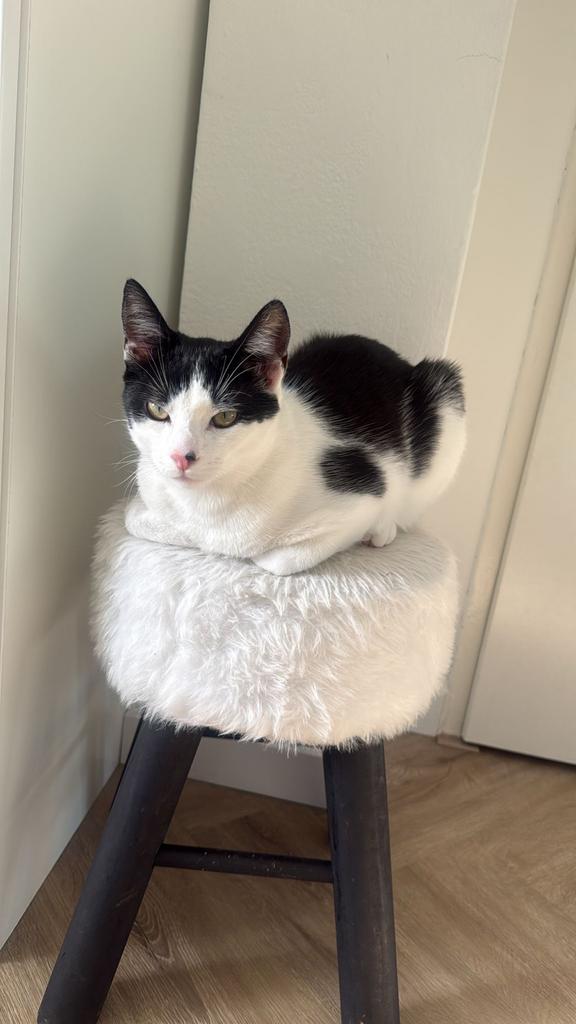 Kat, Dieren en Toebehoren, Katten en Kittens | Overige Katten, Kater