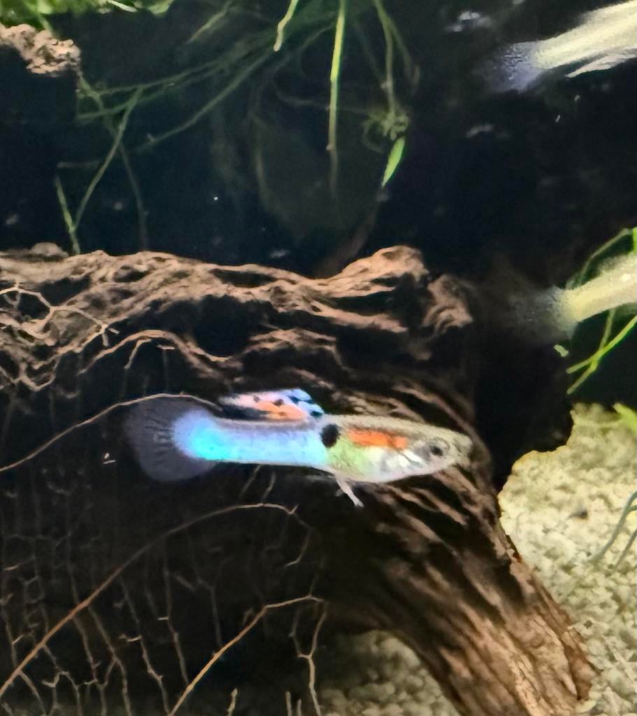 Endler guppen (momenteel enkel volwassen mannetjes), Dieren en Toebehoren, Vis