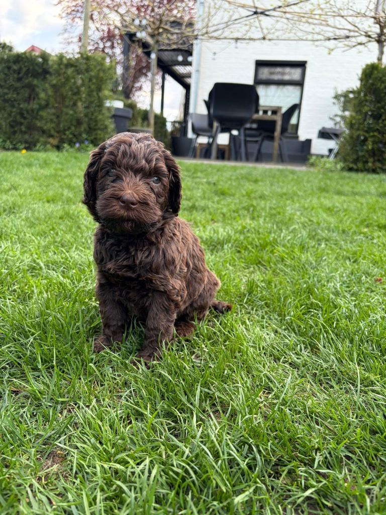 mooie bruine Australian Labradoodle pups, Dieren en Toebehoren, Honden | Niet-rashonden, 8 tot 15 weken, Geslacht onbekend, Groot