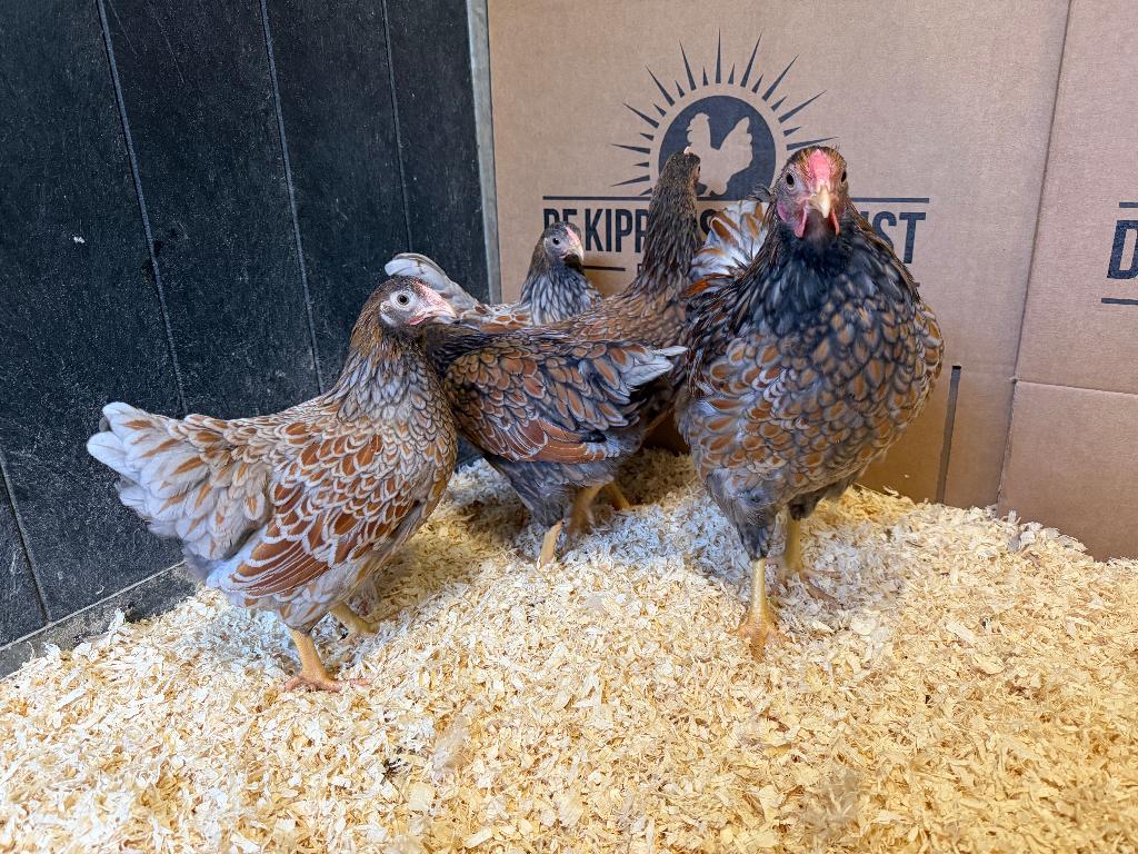 Jonge tamme Wyandotte kriel kippen gesekst & ingeënt, Dieren en Toebehoren, Pluimvee, Vrouwelijk, Kip