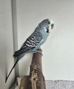 Slavink zoekt een huisje! (Grasparkiet), Mannelijk, Parkiet