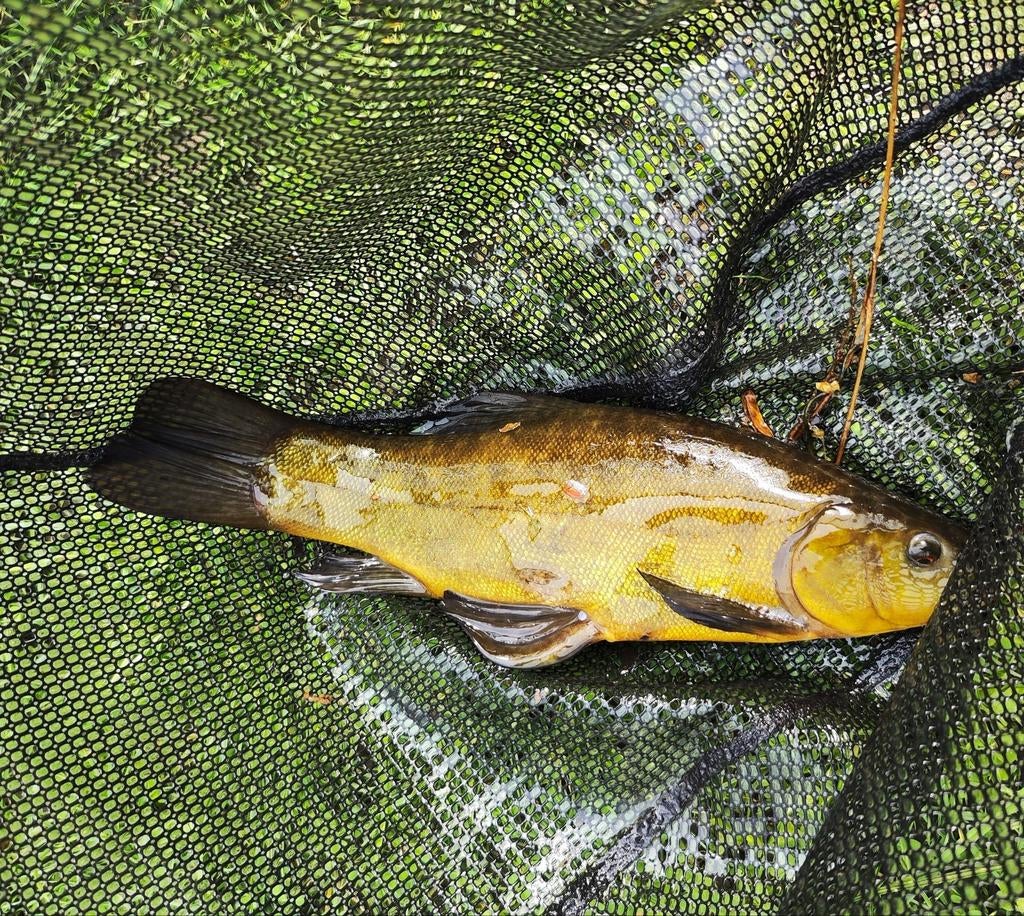 Groene zeelt, Overige soorten