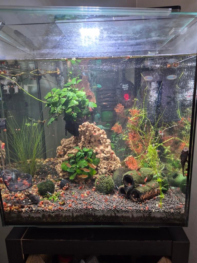 Qubiq 60 liter inclusief vissen en garnalen, Ophalen, Zo goed als nieuw, Gevuld zoetwateraquarium