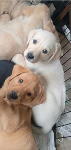 STAMBOOM FIELDTRIAL LABRADOR PUPS, Parvo, 8 tot 15 weken, Labrador retriever, Meerdere