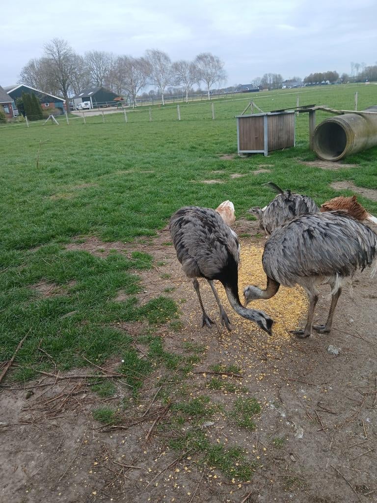 Te koop nandoe haan, Juli, Mannelijk