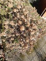 Hortensia's, Tuin en Terras, Vaste plant, Halfschaduw, Zomer, Ophalen