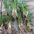 Sneeuwklokjes in het groen, Ophalen of Verzenden, Volle zon