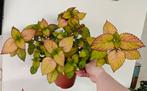 Grote coleus / siernetel, Huis en Inrichting, Kamerplanten, Ophalen, Halfschaduw, Minder dan 100 cm