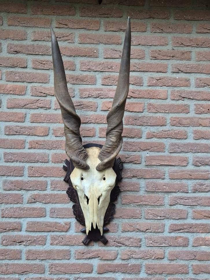 Prachtige Grote Schedel Elandantilope Hoorns jacht Afrika, Verzamelen, Dierenverzamelingen, Gebruikt, Schedel, Wild dier, Ophalen