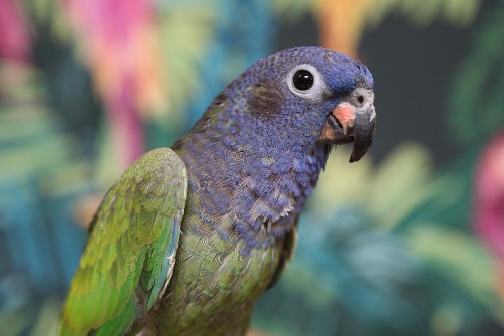 VERWACHT | Jonge Baby Pionussen Menstruus | Handtam | Getest, Meerdere dieren, Papegaai, Pratend