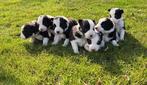 Border collie pups, Dieren en Toebehoren, Honden | Herdershonden en Veedrijvers, 15 weken tot 1 jaar, Collie, Parvo, Meerdere