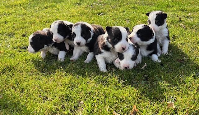 Border collie pups, Dieren en Toebehoren, Honden | Herdershonden en Veedrijvers, Meerdere dieren, Collie, Particulier, Meerdere