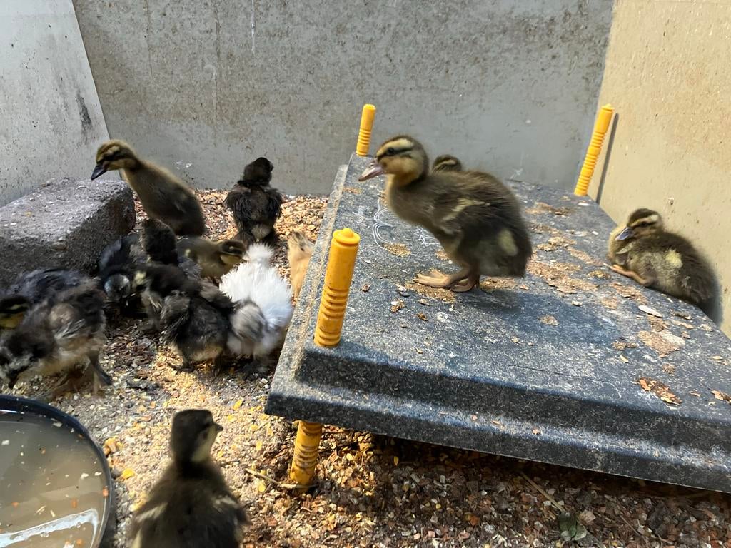 Te koop pulletjes van hollandse kwaker en loopeend, Dieren en Toebehoren, Ophalen of Verzenden, Overige typen