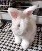 Ras zuivere Engelse Angora konijntjes, Dieren en Toebehoren, Meerdere dieren, Dwerg