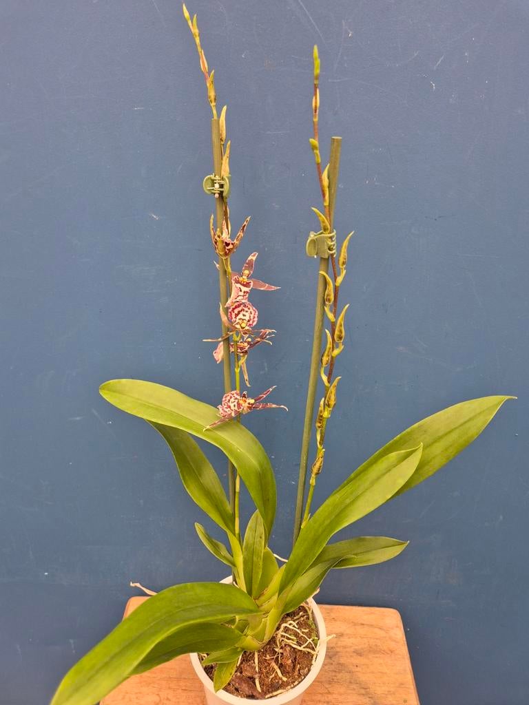 Orchidee Brassia 'Summer Dream' p12 (2), Ophalen of Verzenden, Halfschaduw, Minder dan 100 cm