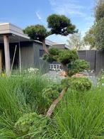 Larix Kaempferi Bonsai - 200 cm - Japanse lariks - lork, Tuin en Terras, Planten | Bomen, Overige soorten, 100 tot 250 cm, Zomer