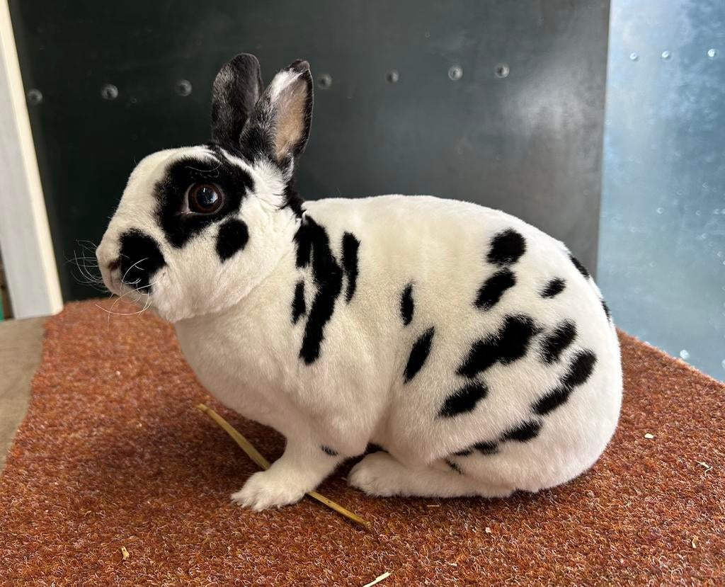 Rex dwerg dalmatiner ram, Dieren en Toebehoren, Mannelijk, Dwerg