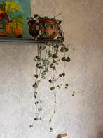 String of Hearts Hangplant - Zeist, Ophalen, Overige soorten, Halfschaduw, In pot