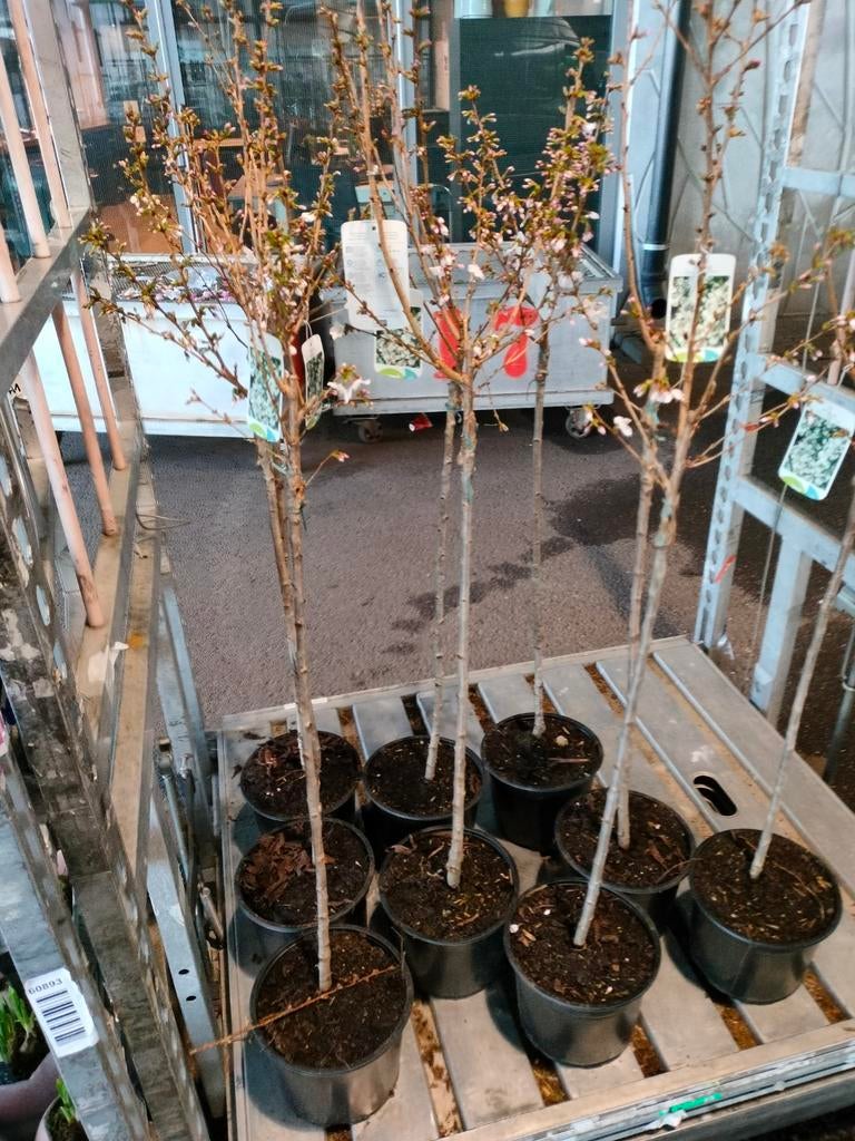 Prunus nipponica 'Brillant' (Sierkers) - Japanse bloemkers, Ophalen, Overige soorten, Halfschaduw