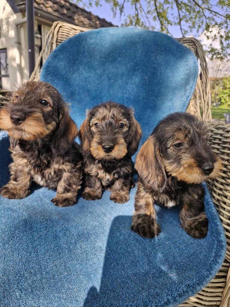 Ruwharige Teckel pups, Dieren en Toebehoren, Standaard, Parvo, 8 tot 15 weken, Meerdere