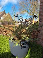 vlinderstruik, Tuin en Terras, Planten | Tuinplanten, Volle zon, Vaste plant, Zomer, Ophalen